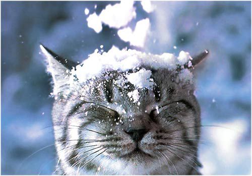 Период зимних холодов, отрицательно сказывается на многих кошках. В данный период рекомендуется всячески поддерживать иммунитет животного. Для этого мы рекомендуем пробиотик Споровит.