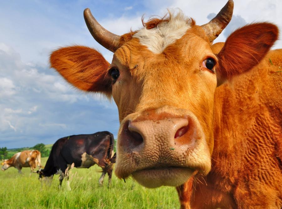 счастливая корова после применения нуклеопептида