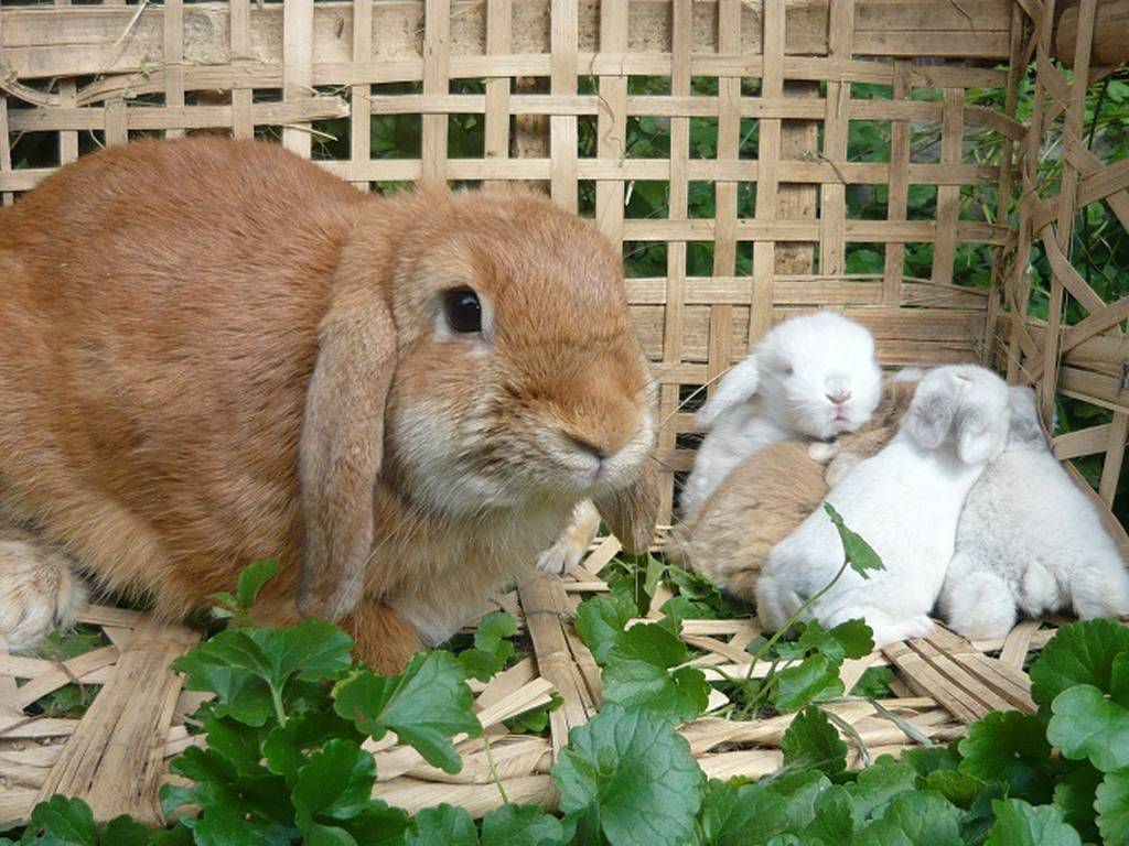 Содержимое клетки для кроликов